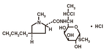 Cleocin Hydrochloride